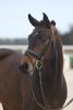 Foto: KN 4 Chubana v. Chubakko - Lord Fauntleroy - Fotograf: Robert Kraft