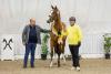 Foto: Brauner v. Aganix du Seigneur Z/Eldorado van de Zeshoek mit seinem Züchter und Aussteller Antonius Schulze-Averdiek - Fotograf: Hannoveraner Verband