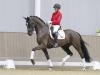 Foto: Preisspitze der Westfälischen Winter-Auktion: Nr. 7 Djamila v. Danciero - Fotograf: Reckimedia
