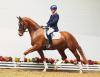 Foto: Formidable BD v. Floresco-Don Frederico-Wittinger siegte bereits in Dressurpferdeprüfungen der Klasse A - Fotohgraf: Ernst