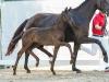 Foto: Preisspitze der heutigen Online-Auktion Flotte Deern v. Fair Deal/Fürst Jazz - Fotograf: Reckimedia