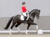 Foto: Teuerstes dressurbetontes Reitpferd: Diadora v. Diamond Deluxe/Ehrenstolz - Fotograf: Reckimedia