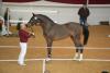 Foto: Junghengst von Cicero Z/ Balou du Rouet - Fotograf: Björn Schröder