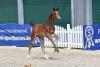 Foto: ): Springfohlen-Preisspitze Condivo v. Conthargos-Diarado - Fotograf: Kiki Beelitz