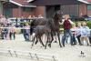 Foto: Zur Auktion zugelassenes Hengstfohlen von Cornet Obolensky-Diarado aus der Zucht von Peter Wendeln - Fotograf: Sabine Wegener/Equitaris.de