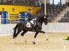 Foto: Sympatico v.Secret/Don Crusador - Fotograf: Hannoveraner Verband