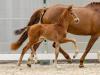 Foto: Elaine v. Eastwood/Apache - Fotograf: Hannoveraner Verband