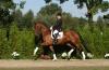 Foto: Louisdor 2005 im Westf. Pferdezentrum