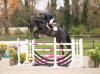 Foto: Neun hochtalentierte Reitpferde werden am 14. Dezember im Rahmen der Holsteiner Christmas Edition neue Besitzer finden. Unter ihnen der zum Bundeschampionat qualifizierte Diarado-Sohn Don Dior - Fotograf: Janne Bugtrup