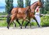 Foto: Kat.-Nr. 10, ein Hengstfohlen von Finest x Cayetano L - Fotograf: Hubert Fischer