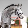 Foto: Preisspitze der springbetonten Youngster: Nr. 118 Burberry v. Baggio/Cordess - Fotograf: Reckimedia
