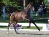 Foto: Fohlen von Grey Top - Stargate 