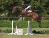 Foto: Nr. 129 – Lanciano - 5-jähriger Holsteiner Hengst v. Lancer II - Coriano - Fotograf: Janne Bugtrup