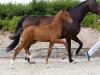 Foto:Dressurfohlen-Preisspitze Valuable v. Valverde-Sezuan - Fotograf: Archiv Helgstrand Dressage