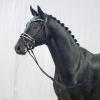 Foto: Preisspitze First Love v. For Romance I/Real Diamond - Fotograf: Reckimedia