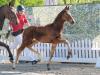 Foto: Beliebteste Offerte der Auktionskollektion: Nr. 12 Elüde W v. Escamillo - Fotograf: Reckimedia