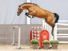 Foto: Preisspitze dieser Online-Auktion: Dos Mas v. Diathago/Cayetano L - Fotograf: Reckimedia