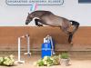 Foto: Aus der Mutter der Katalognummer 139, Udomar v. Uriko-Cassini II, ist bereits ein international bis 1,60 Meter-Springen erfolgreiches Sportpferd hervorgegangen - Fotograf: Janne Bugtrup