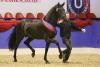 Foto: Fürsten-Look v. Fürstenball-Londonderry-Weltmeyer, Champion der Oldenburger Sattelkörung, erzielte den Spitzenpreis von 350.000 Euro auf der Elite-Auktion in Vechta. - Fotograf: LL-Foto