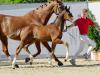 BU: Preisspitzen der Fohlen-Auktion Tamino v. Taurus und Bonds Girl S.K. v. Bonds Westfälisches Pferdestammbuch e.V. - Fotograf: : Reckimedia
