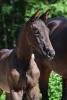 Foto: Millie Margaux v. Monte Carlo TC/Fantastic - Fotograf: Hannoveraner Verband