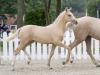 Foto: Beliebtestes Reitponyfohlen Daylight v. Dallmayr K/FS Champion de Luxe - Fotograf: Reckimedia