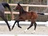 Foto: Nr. 15 Casa Mia v. Casallco - Conthargos - Balou du Rouet - Fotograf: OLD Art