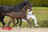 Foto: Fohlen von Kassander van't Roosakker x George Z - Fotograf: HorseSales.Auction