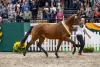 Foto: Federleichte Bewegungen, Leistungsbereitschaft und Trakehner Charme: so eroberte KATTENAU, der Trakehner Siegerhengst 2018 die Herzen - Fotograf: Stefan Lafrentz