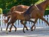 Foto: Mit Fine Tuning zum Spitzenpreis – Franziskus-Sohn wechselt für 15.000 Euro den Besitzer - Fotograf: Guido Recki