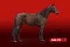 Foto: Deviline vh Ruytershof - Fotograf: HorseSales.Auction