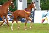 Foto: #1 Brooklyn Bounce Hengstfohlen v. Balou du Rouet - Arpeggio – Romancier - Fotograf: LL-Foto