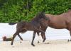 Foto: Cornet de Semilly/Chiron xx-Sohn Chateaubriant aus der Zucht der ZG Frauke und Stephan Voss