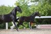 Foto: Lot 1, Der Tänzer von Diamond First/Decurio - Fotograf: Fischer