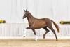 Foto: Broadway M v. Bon Courage/Royal Classic - Fotograf: Hannoveraner Verband/Beelitz/Gerstenkorn