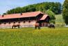 Foto: Warmblutstuten auf der Frühlingsweide in Marbach - Fotograf: Kurz