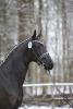 Foto: Trakehner Hengstes Grimani v. E.H. Gribaldi, der auf der Hengststation Ferienhof Stücker (Weeze) aufgestellt wird - Fotograf: Daniela Jaeger 