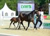 Foto: des Siegerhengstfohlen in der Qualifikation zum LVM Fohlenchampionat mit seiner Mutter Sweet Romance - Fotograf: Marc Große-Feldhaus 