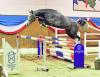 Foto: Der 2018 geborene Mr. Obolensky M (Katalognummer 4) v. Cornet Obolensky-Baloubet du Rouet stammt aus einer Mutter, die selbst international bis 1,45 Meter erfolgreich war - Fotograf: Janne Bugtrup