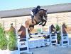 Foto: Kat.-Nr. 1 James Bond of the SLF Horse Auction, ridden horses, ending 13 April - Fotograf: SLF Horse Auctions