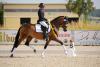 Foto: Siegerin Landeschampionat Reitpony 4 Jährig Diva Crema unter Yvonne Lommel - Fotograf: Silke Klewitz - Seemann 