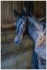 Foto: Hengstfohlen, Sieger des Trakehner Championats in Marbach - Fotograf: Stefan Mahler