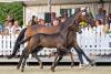Foto: Zum Spitzenpreis von 41.000 Euro wurde das Hengstfohlen Zaubergraf, das über seinen Vater Easy Game väterlicher Halbbruder zur den Olympioniken TSF Dalera BB und Hermes sowie zum Starvererber Millennium ist, einem Konsortium zugeschlagen - Fotograf: Jutta Bauernschmitt