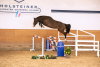 Foto: 21 Dreijährige beinhaltet das Lot der 35. Holsteiner Frühjahrsauktion, so auch den Million Dollar-Cayado-Sohn Mercier mit der Katalognummer 13 - Fotograf: Janne Bugtrup