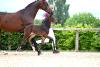 Foto: Senegal de Fontaine/Quaterback - Fotograf: Reglauer 