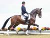 Foto: Kat. 22 Firlefanz v. Fidertanz-Sandro Hit-Furioso II ist ein famoser Dressurkandidat. - Fotograf: Ernst