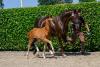Foto: Formosa v. Forte me per, Züchter: Georg Pries, Siegerin Qualifikation Deutsches Fohlenchampionat im Dressurpferde Leistungszentrum Lodbergen - Fotograf: www.Equitaris.de / Becker