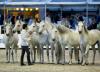 Foto: Meister der Freiheitsdressur: Vincent Liberator mit seinen Schimmeln - Fotograf: sportfotos-lafrentz.de