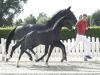 Foto: Preisspitze Friends for Life v. For Romance/Diamond Hit - Fotograf: Reckimedia