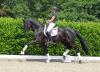 Foto: Kat.-Nr. 1 Brilliant, 4-jähriger Hengst von Baccardi x Samarant abstammend - Fotograf: Rüscher-Konermann